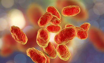 An artist's illustration of Haemophilus influenzae bacteria. An artist's illustration of Haemophilus influenzae bacteria.
